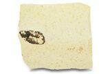 Long, Partially Exposed Fossil Fish (Diplomystus) - Wyoming #292105-1